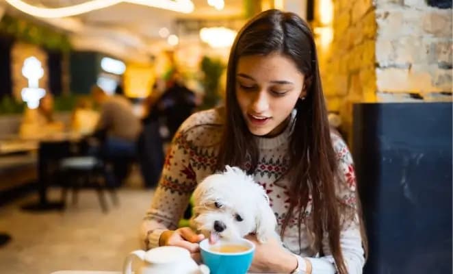 Laws for Dog Owners in India